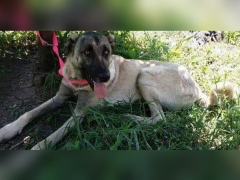 Anis, wünscht sich Liebe und Geborgenheit