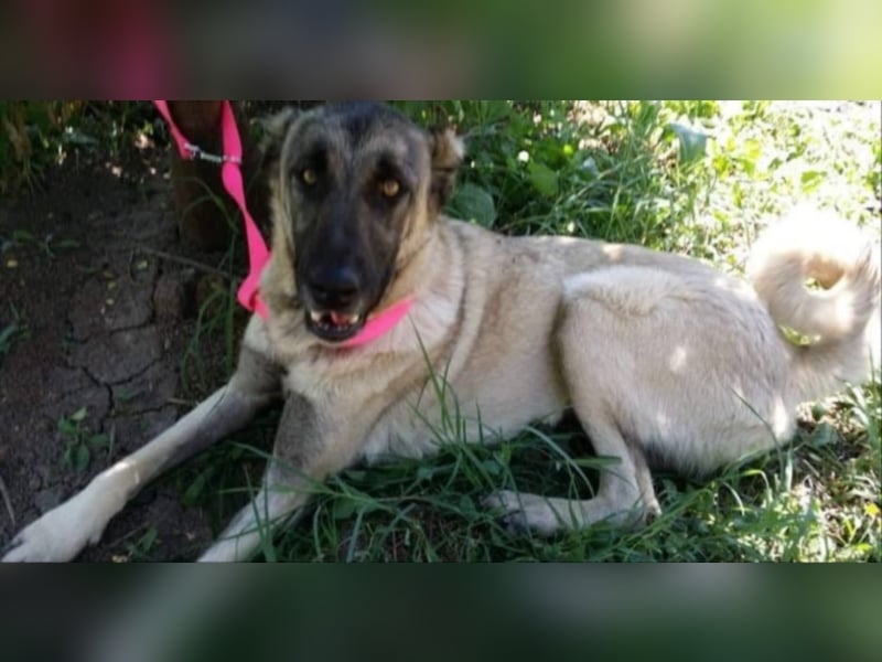 Anis, wünscht sich Liebe und Geborgenheit