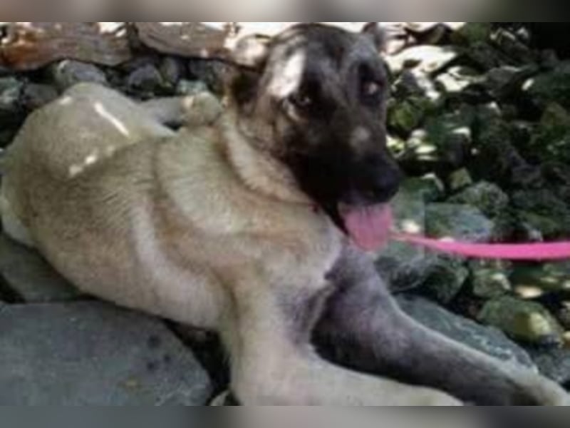 Anis, wünscht sich Liebe und Geborgenheit