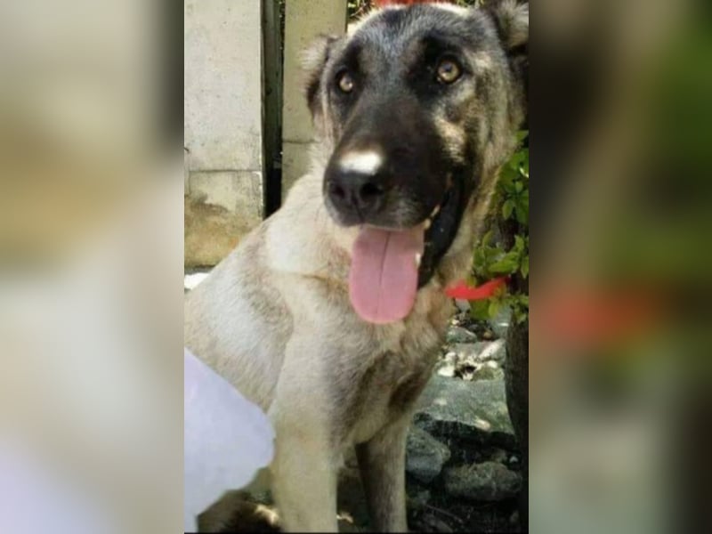 Anis, wünscht sich Liebe und Geborgenheit