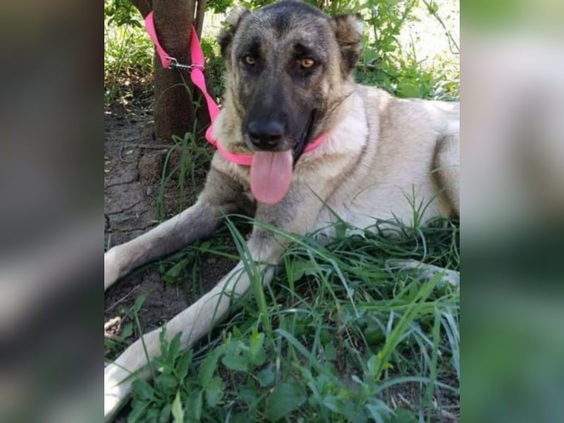 Anis, wünscht sich Liebe und Geborgenheit