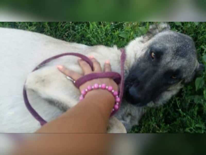 Anis, wünscht sich Liebe und Geborgenheit