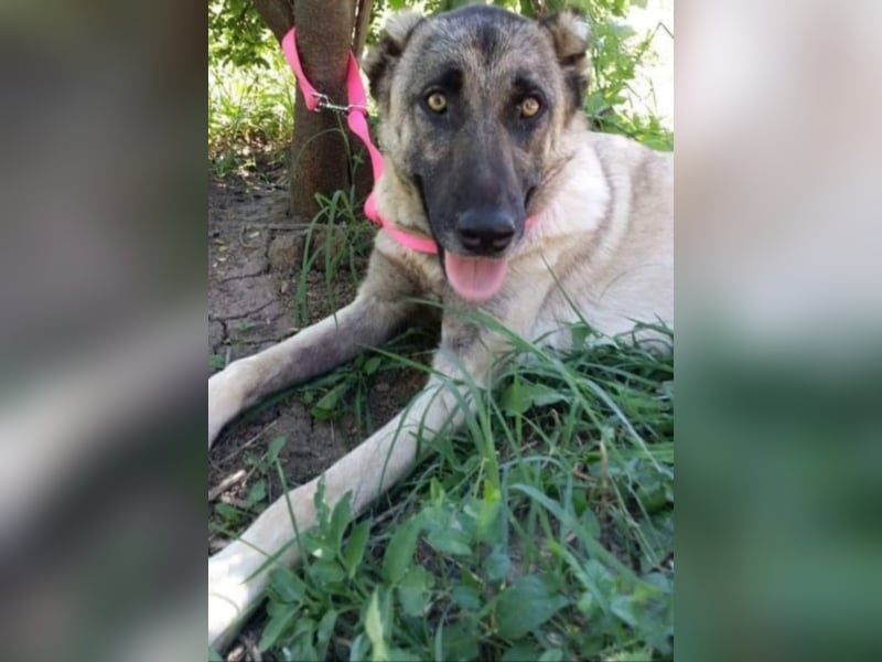 Anis, wünscht sich Liebe und Geborgenheit