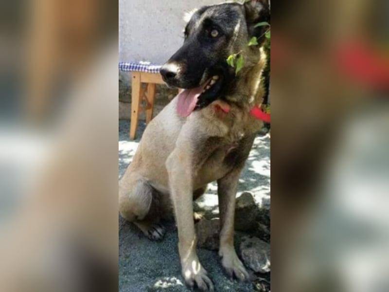 Anis, wünscht sich Liebe und Geborgenheit