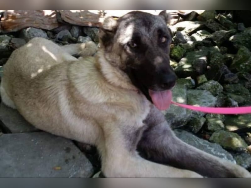 Anis, wünscht sich Liebe und Geborgenheit