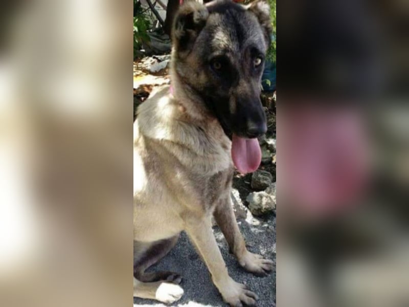 Anis, wünscht sich Liebe und Geborgenheit