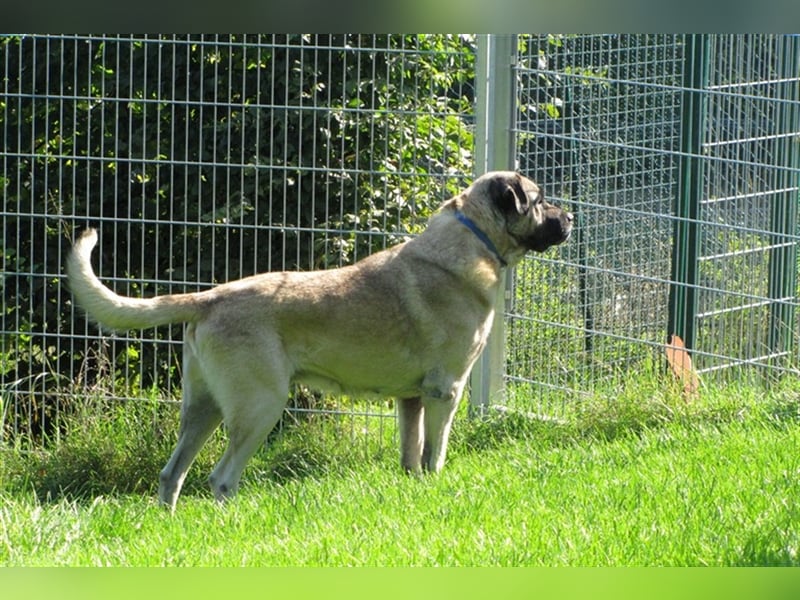 Hugo sucht ein neues Zuhause
