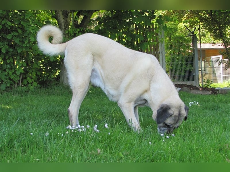 Elly sucht ein neues Zuhause