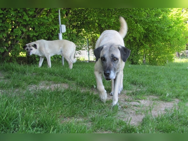 Elly sucht ein neues Zuhause