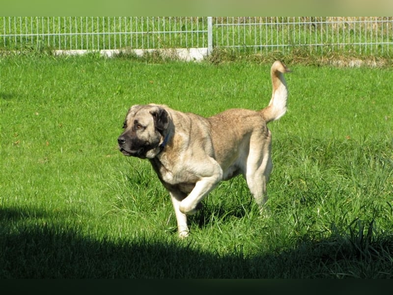 Hugo sucht ein neues Zuhause