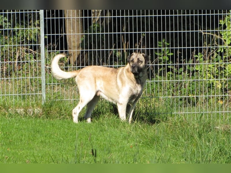 Hugo sucht ein neues Zuhause