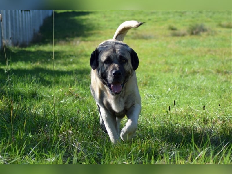 Hugo sucht ein neues Zuhause