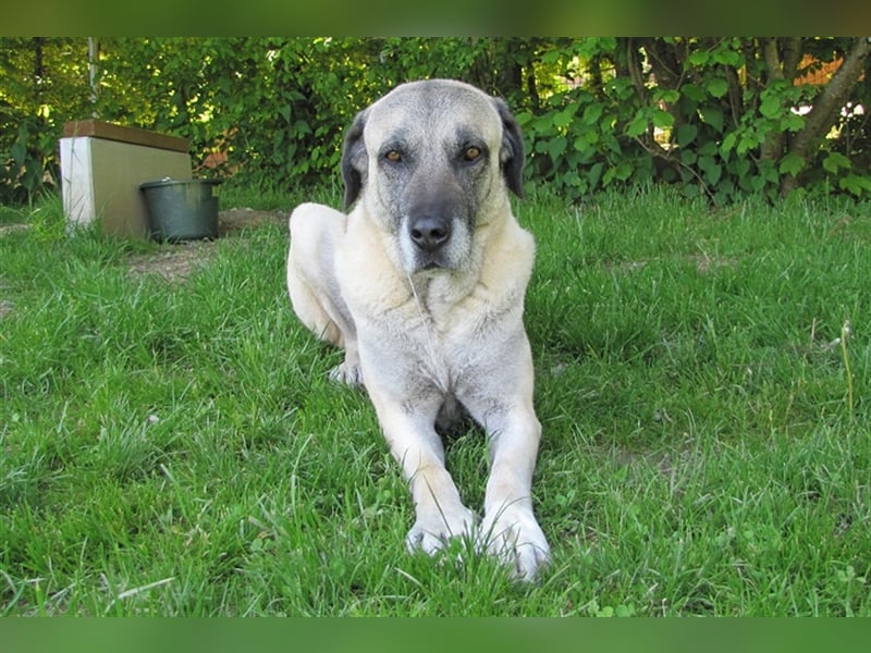 Elly sucht ein neues Zuhause