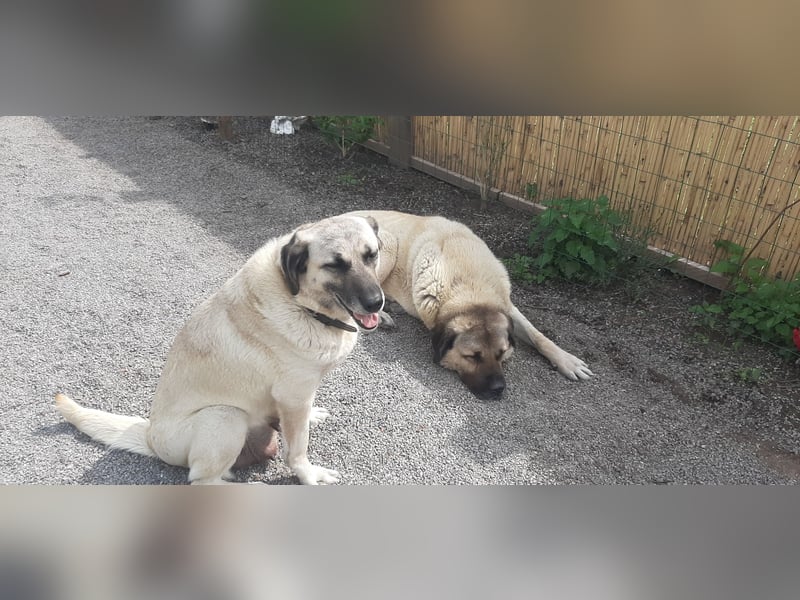 Kangal Wachhunde – treue Beschützer, kinderlieb und verschmust – zusammen oder einzeln abzugeben