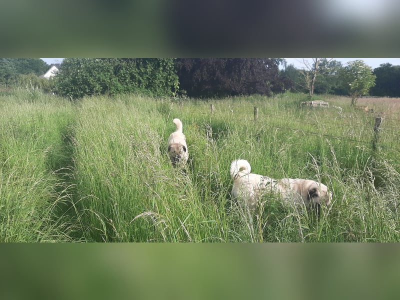Kangal Wachhunde – treue Beschützer, kinderlieb und verschmust – zusammen oder einzeln abzugeben