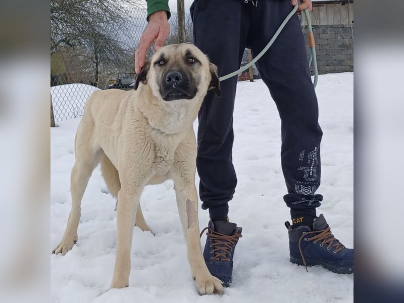 Fenna ein Prachtexemplar