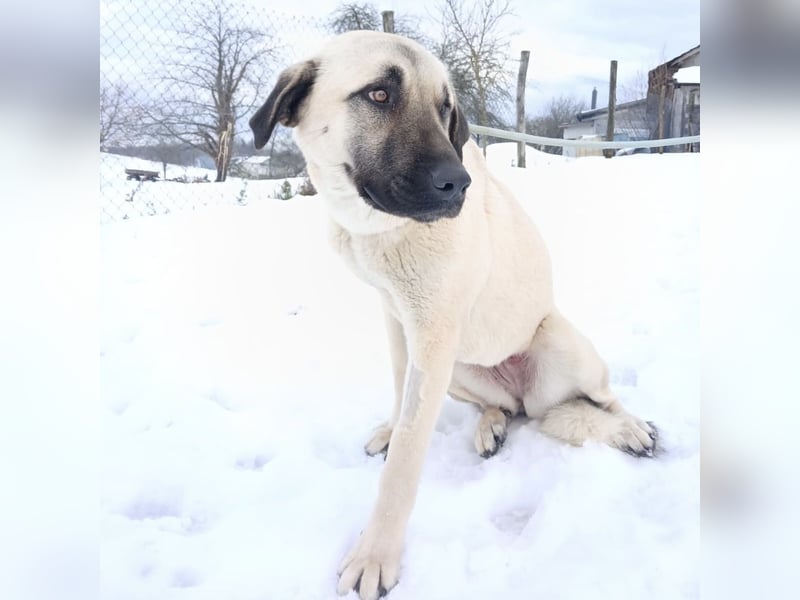 Fenna ein Prachtexemplar