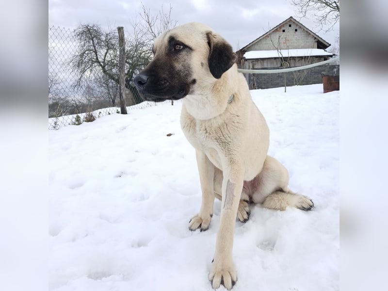 Fenna ein Prachtexemplar