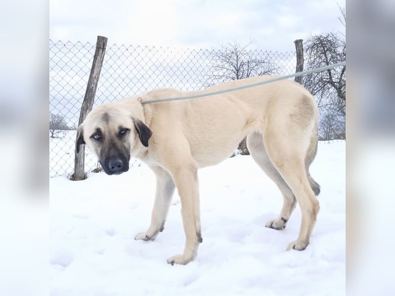 Fenna ein Prachtexemplar