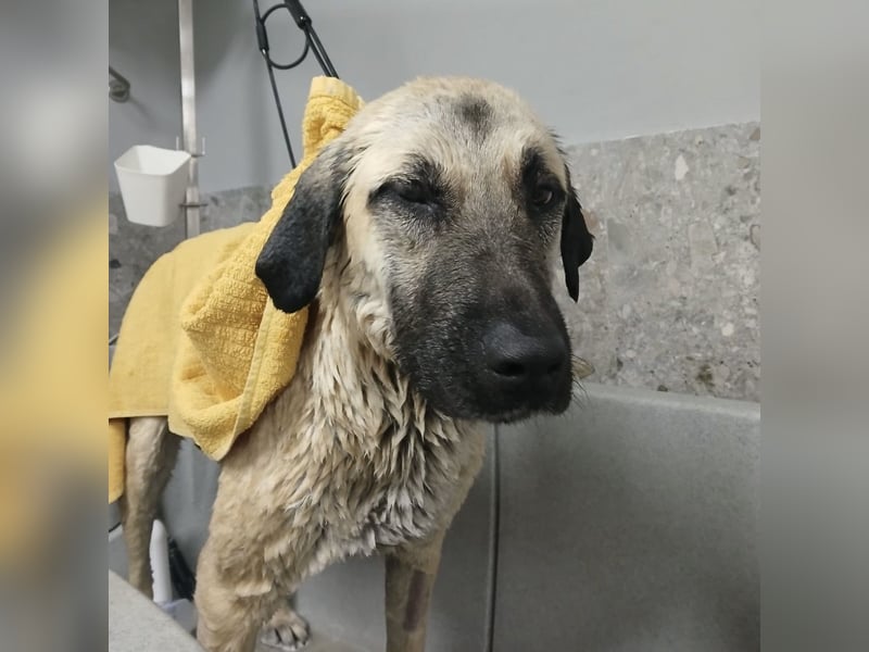 Fenna ein Prachtexemplar