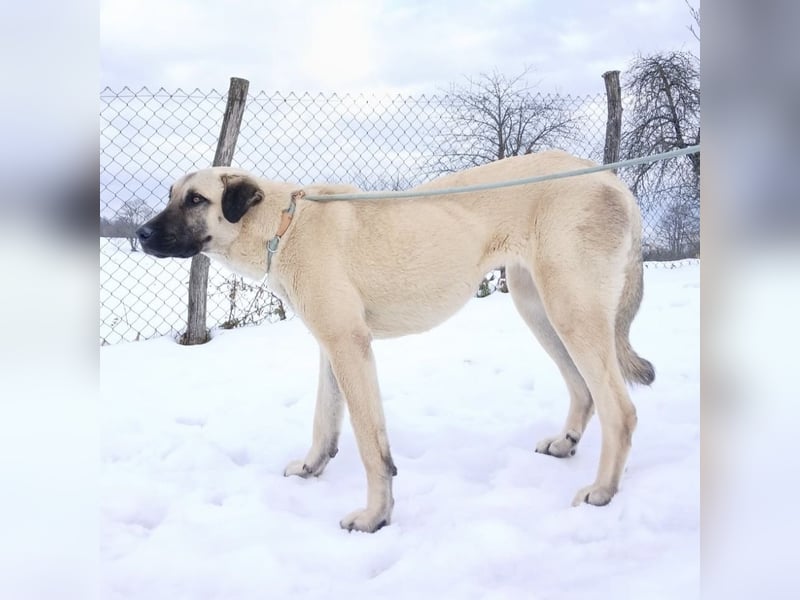 Fenna ein Prachtexemplar