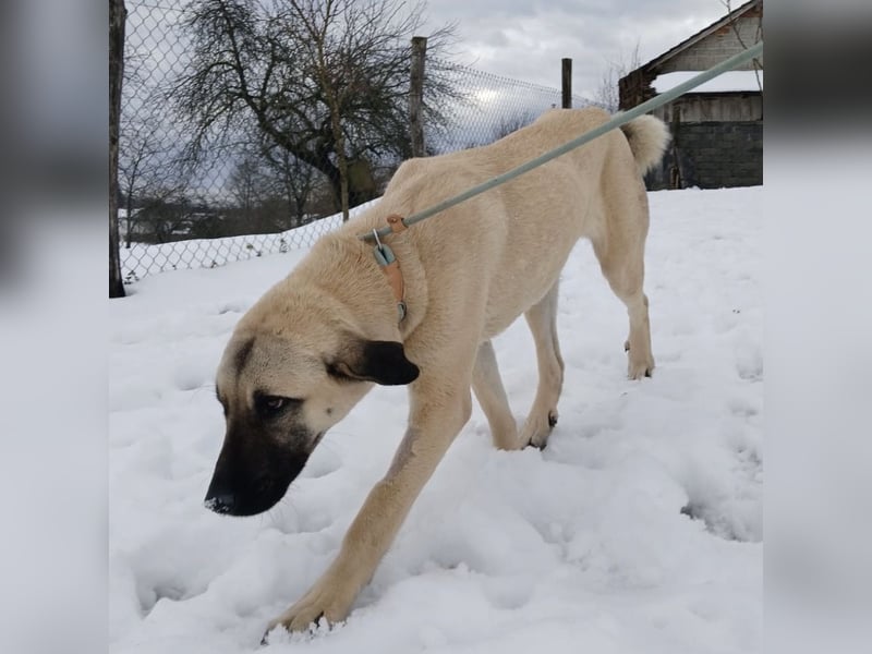 Fenna ein Prachtexemplar