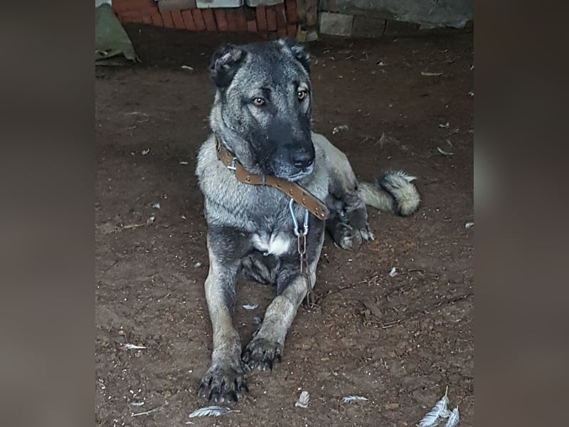 Kangal Hund Pantersoyu/Panterlinie