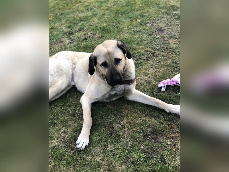 Kangal sucht ein liebe volles  neues Zuhause