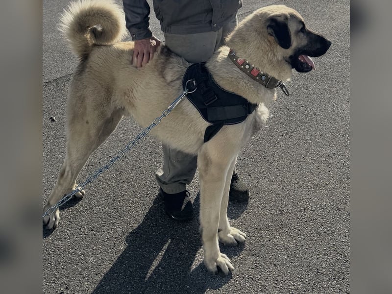 Kangal Camo sucht neues Zuhause