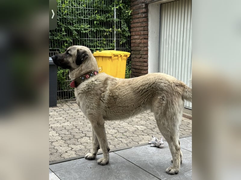 Kangal Camo sucht neues Zuhause