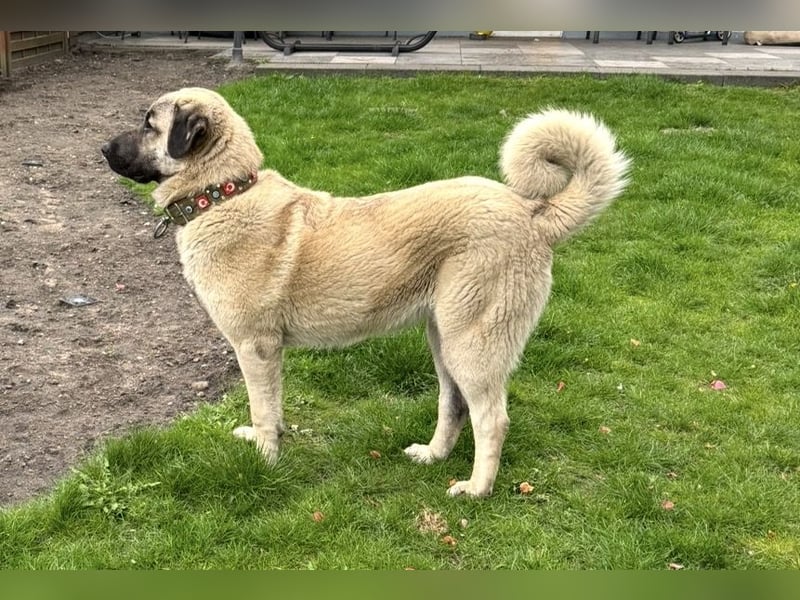 Kangal Camo sucht neues Zuhause