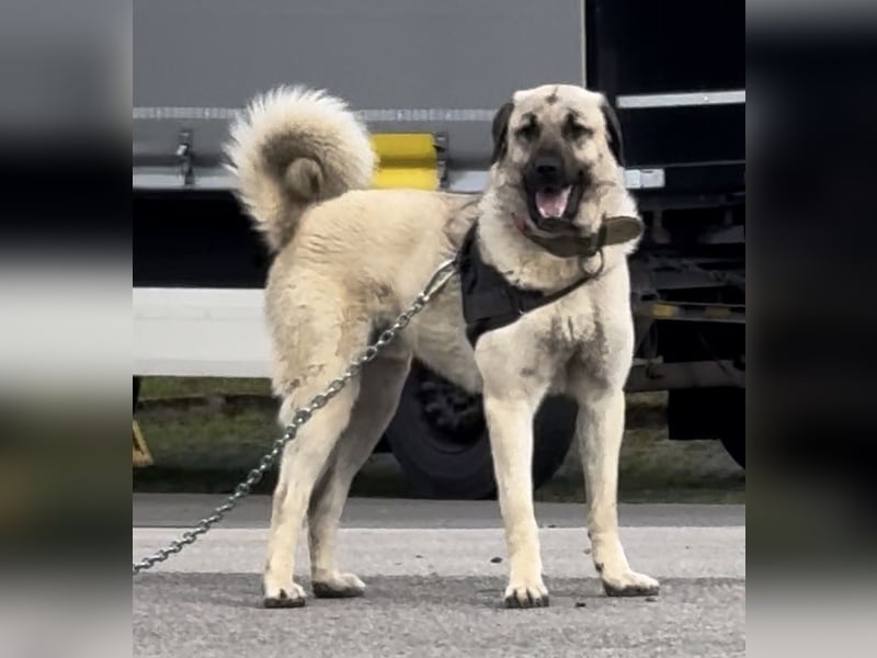 Kangal Camo sucht neues Zuhause