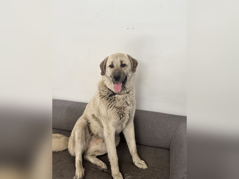 Liebevolle Kangal Weibchen sucht ein neues Zuhause