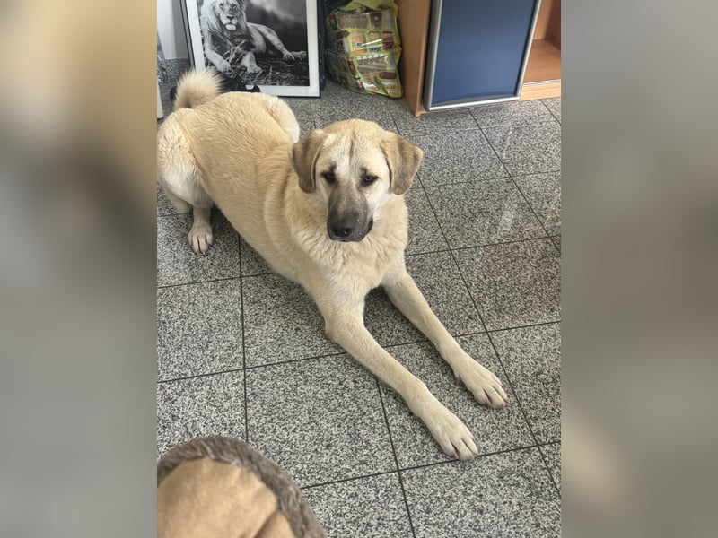 Liebevolle Kangal Weibchen sucht ein neues Zuhause