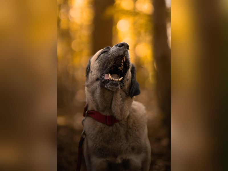 Bella ❤️ große Herzenshündin (wartet in in 27356)