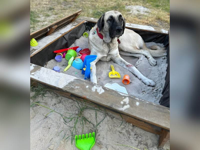 Bella in 27356 - die Softvariante eines Kangals