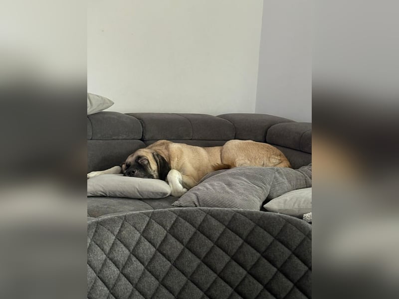 Bella in 27356 - die Softvariante eines Kangals