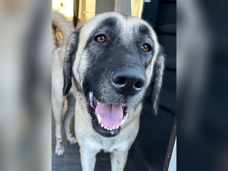 Bella in 27356 - die Softvariante eines Kangals