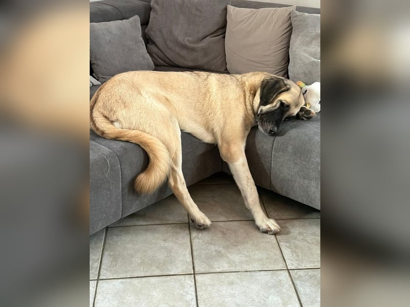 Bella in 27356 - die Softvariante eines Kangals