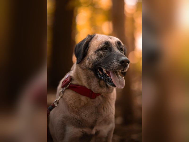 Bella ❤️ große Herzenshündin (wartet in in 27356)