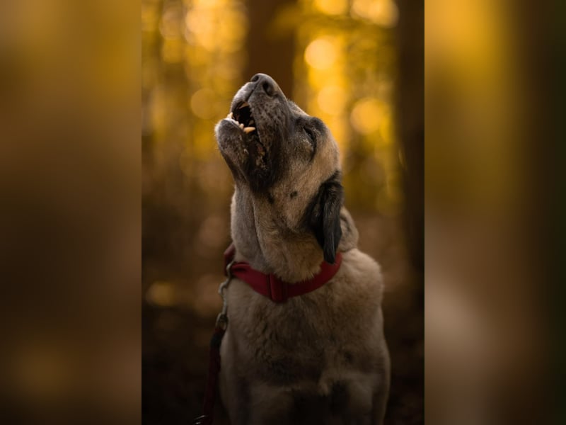 Bella ❤️ große Herzenshündin (wartet in in 27356)