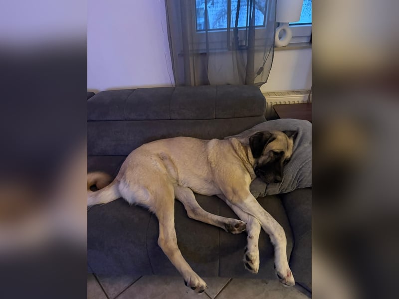 Bella in 27356 - die Softvariante eines Kangals