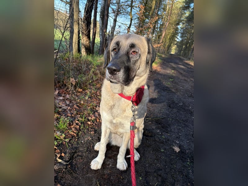 Bella in 27356 - die Softvariante eines Kangals