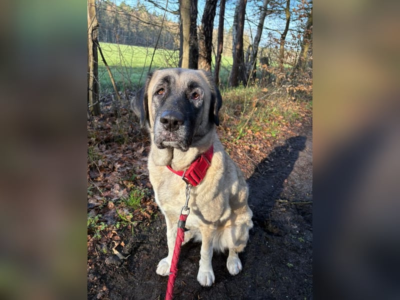 Bella in 27356 - die Softvariante eines Kangals