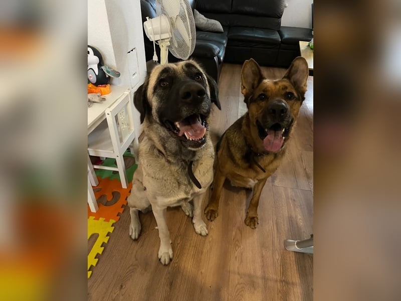 Bella in 27356 - die Softvariante eines Kangals