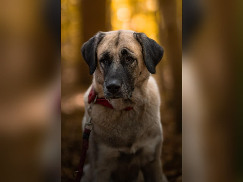 Bella ❤️ große Herzenshündin (wartet in in 27356)
