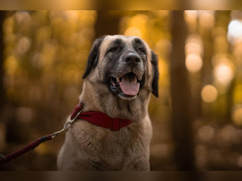 Bella ❤️ große Herzenshündin (wartet in in 27356)