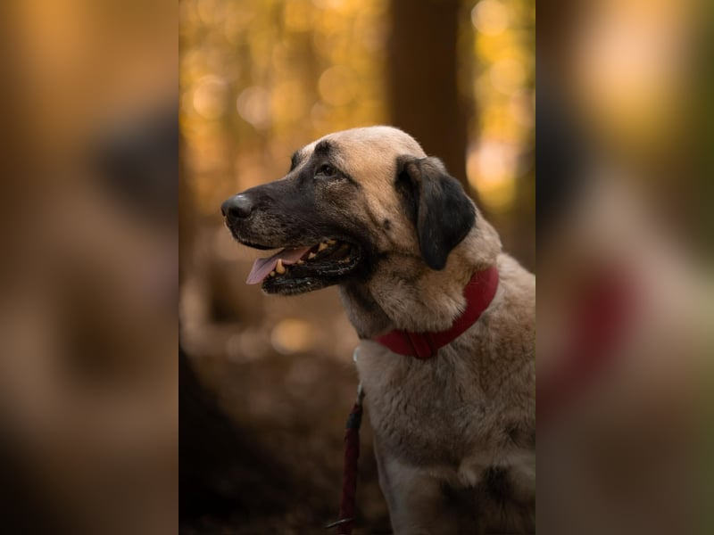 Bella ❤️ große Herzenshündin (wartet in in 27356)
