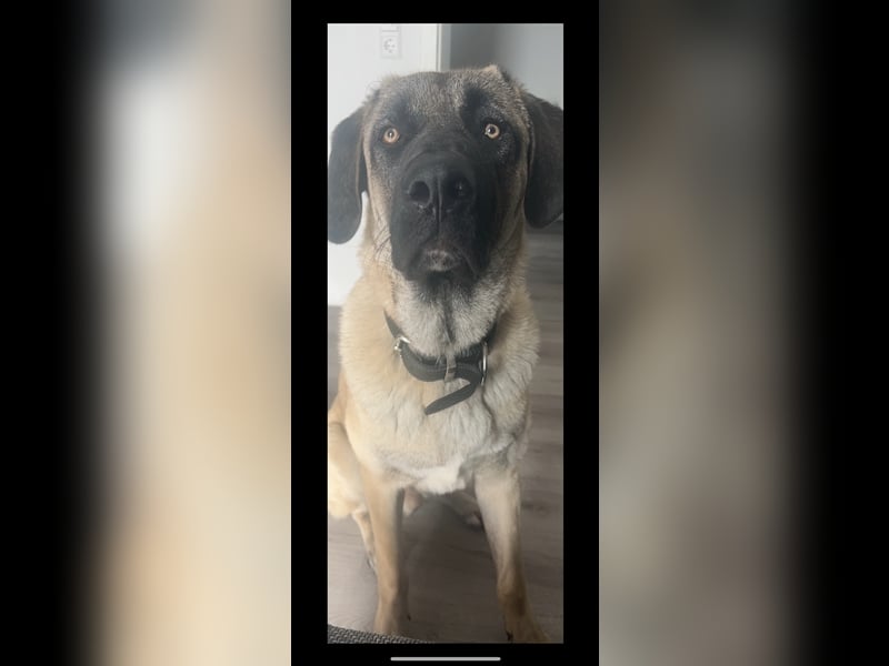 Kangal Rüde 1 Jahr 8 Monate