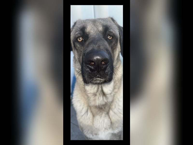 Kangal Rüde 1 Jahr 8 Monate